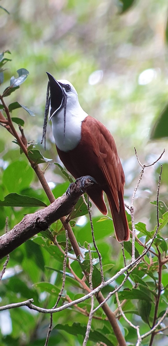 Three-wattled Bellbird - ML620226213