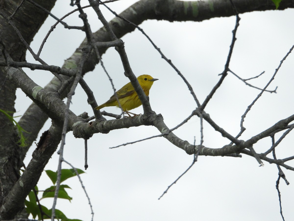 Paruline jaune - ML620226215