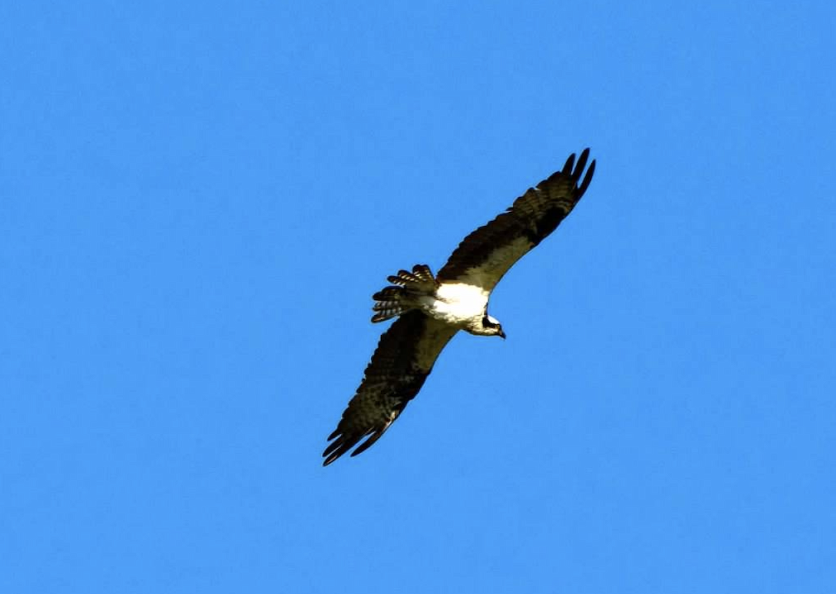 Águila Pescadora - ML620226218