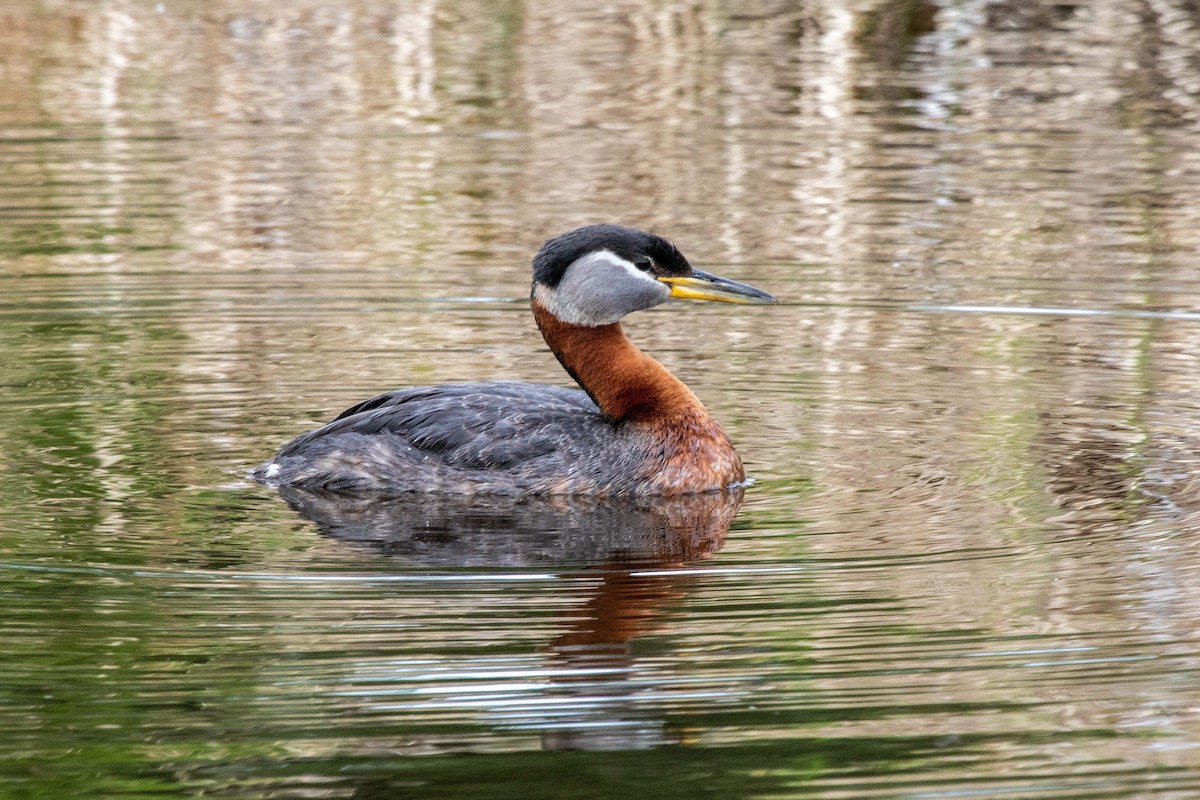 Red-necked Grebe - ML620226220