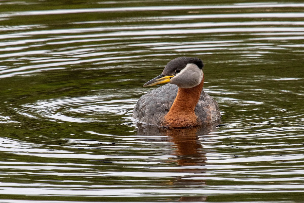 Red-necked Grebe - ML620226221