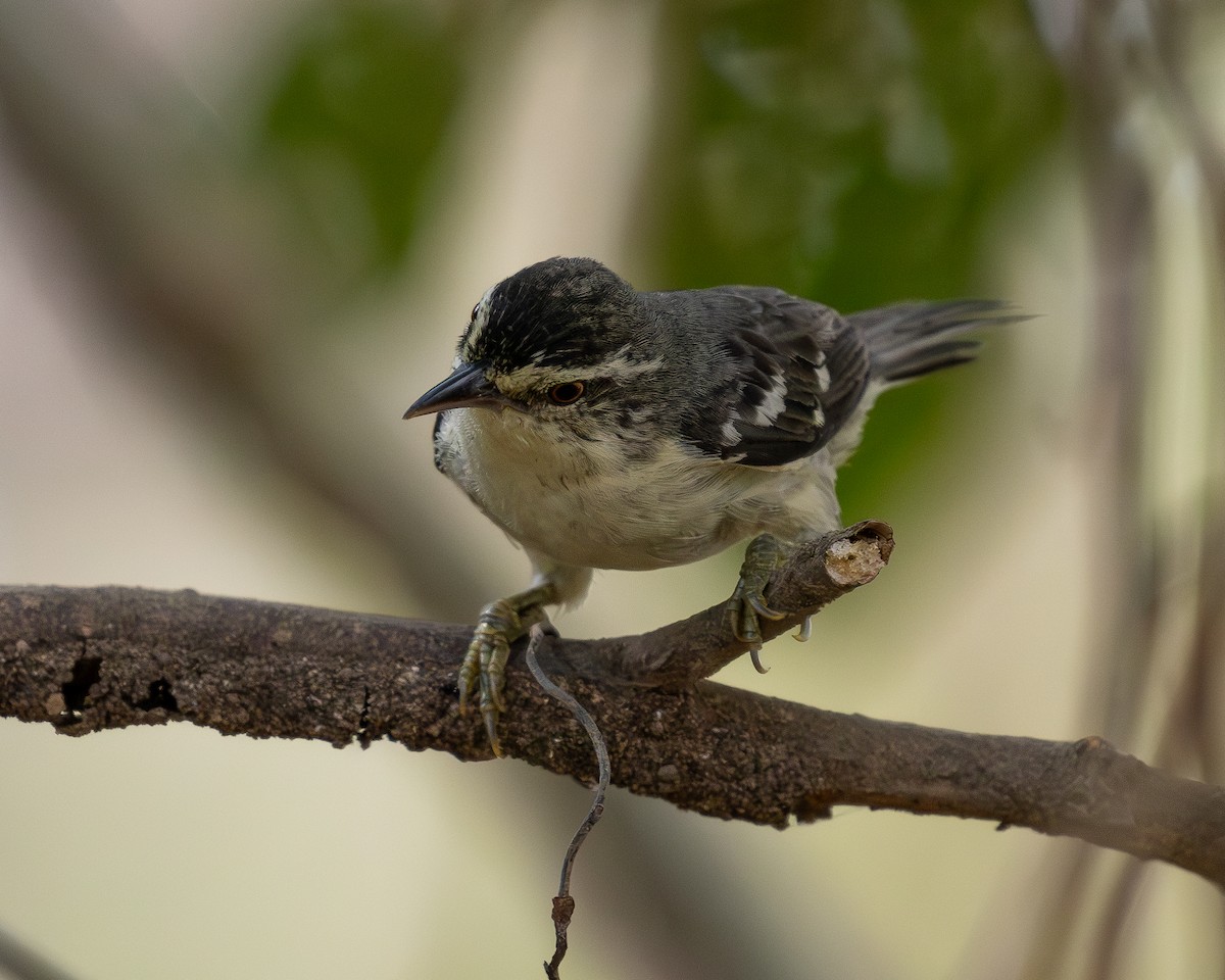 Double-banded Graytail - ML620226223