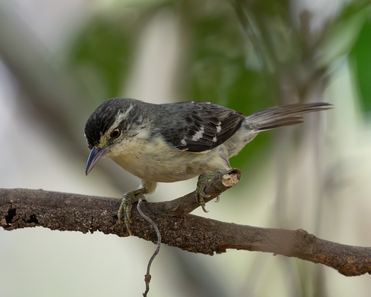 Double-banded Graytail - ML620226225