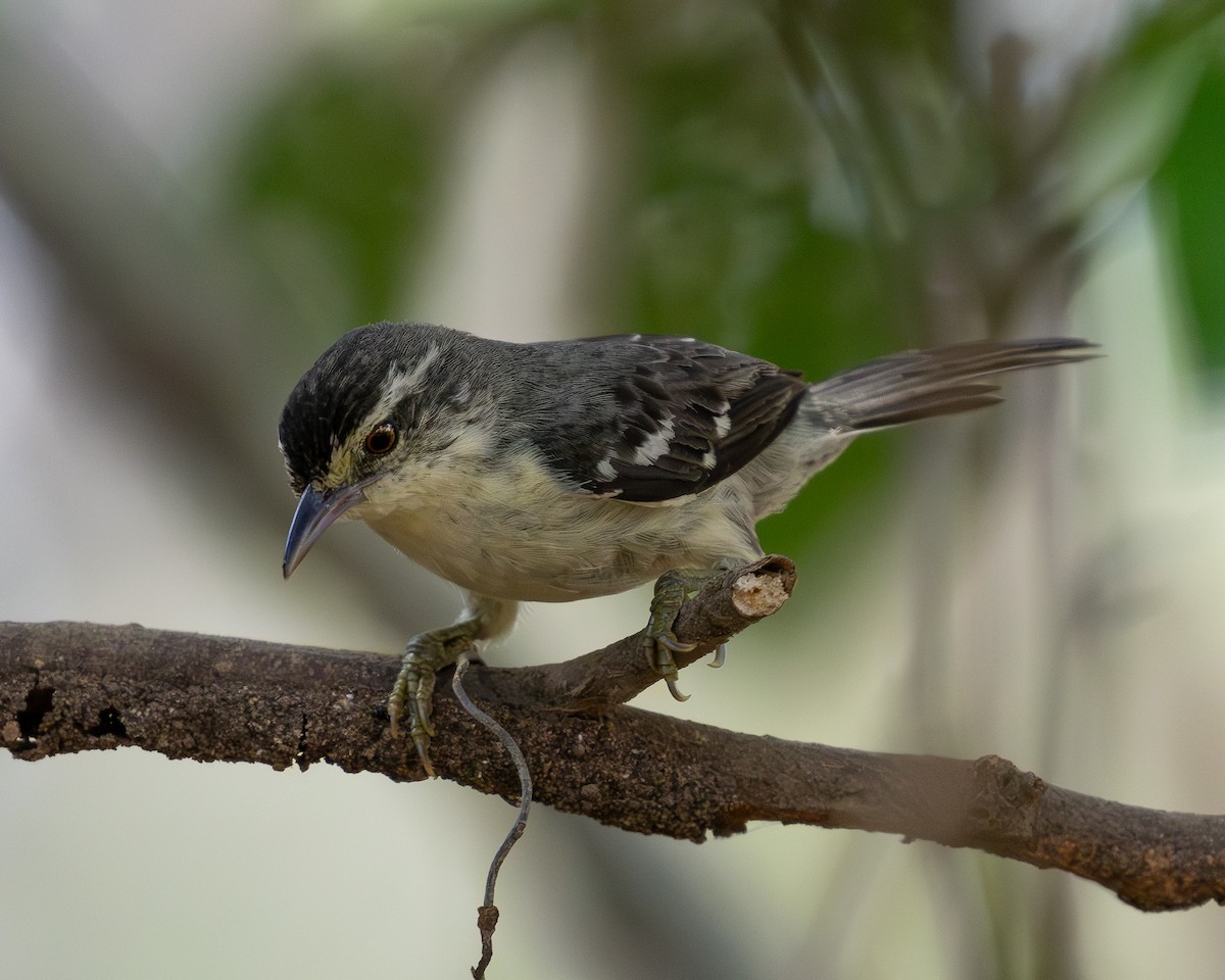 Double-banded Graytail - ML620226226