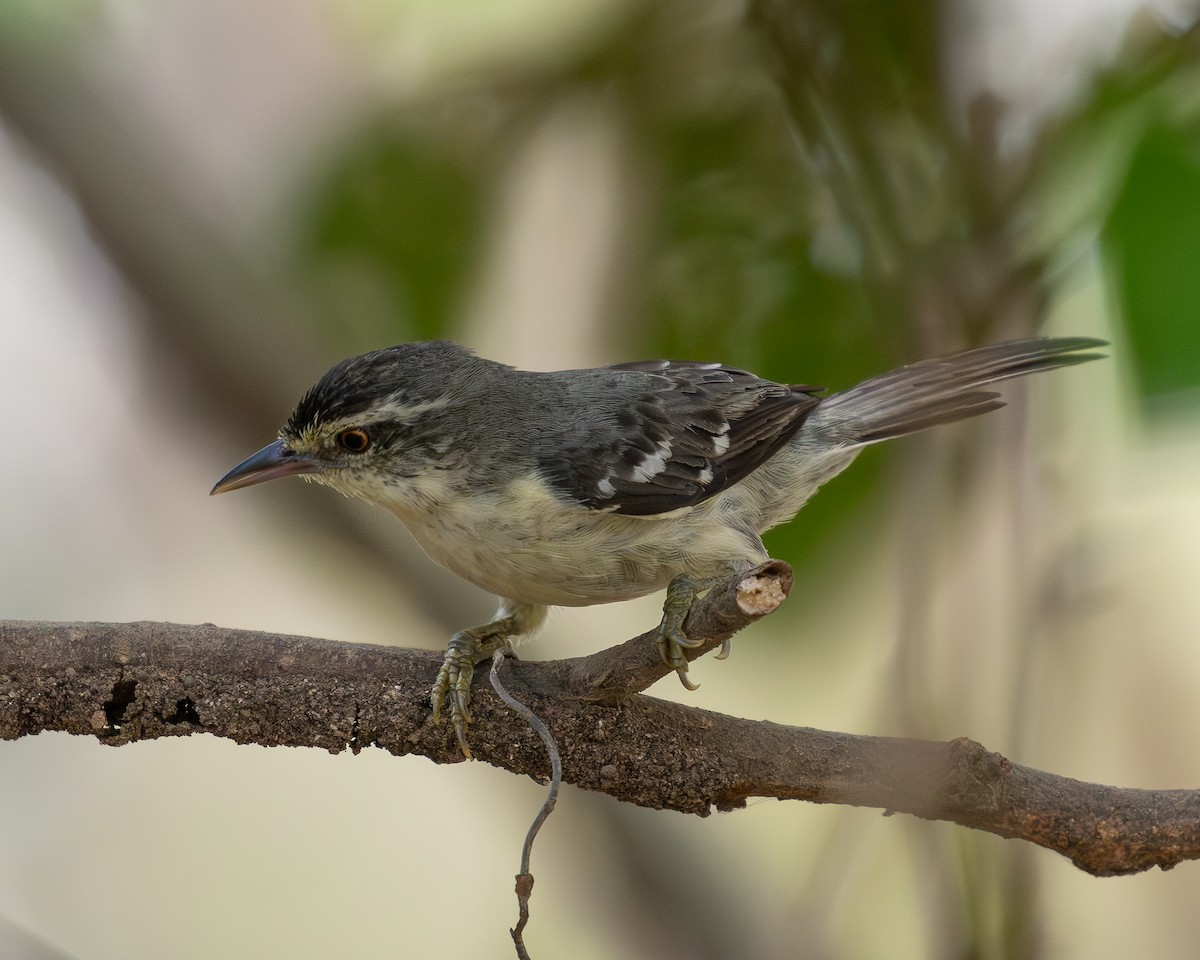 Double-banded Graytail - ML620226228