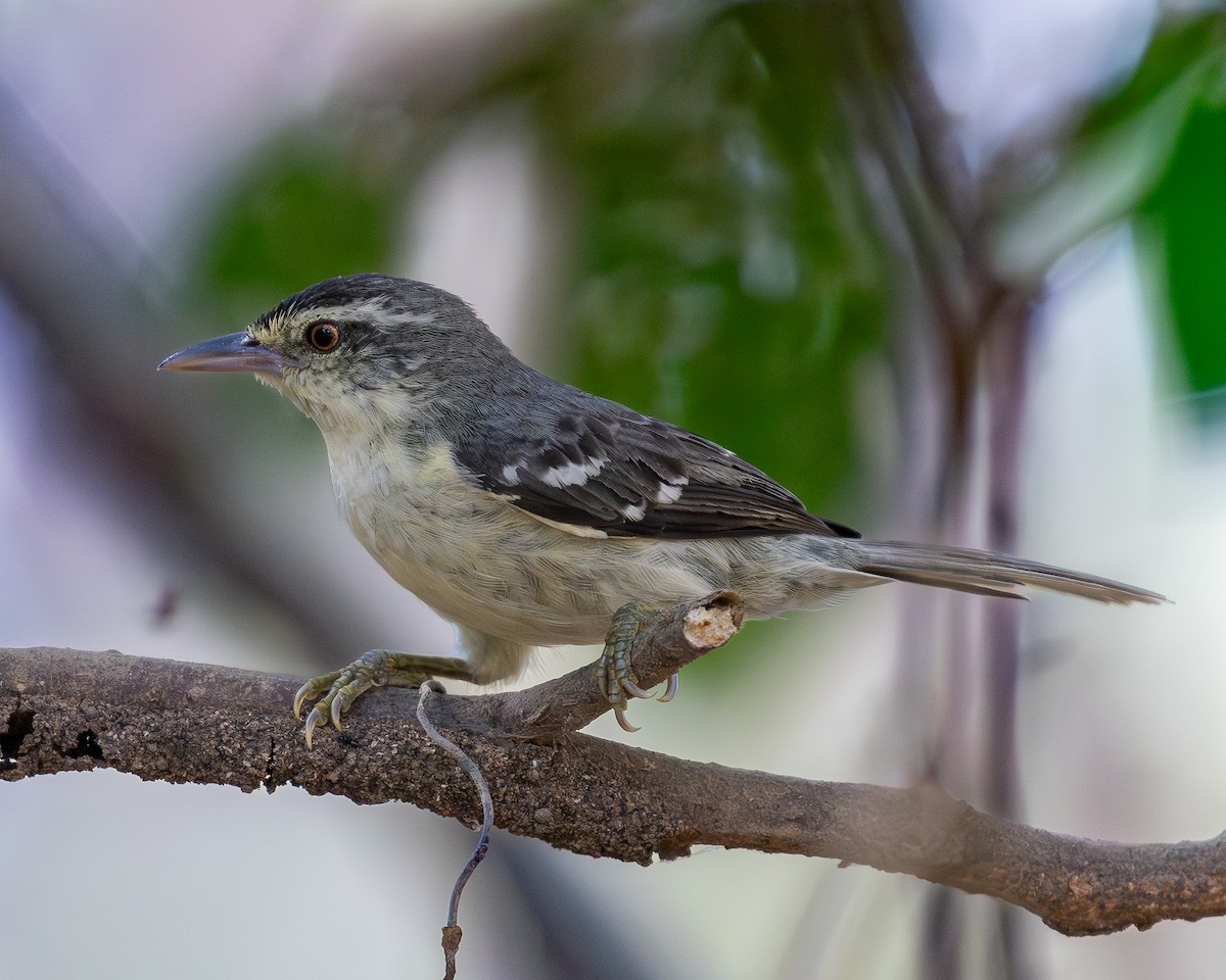 Double-banded Graytail - ML620226230