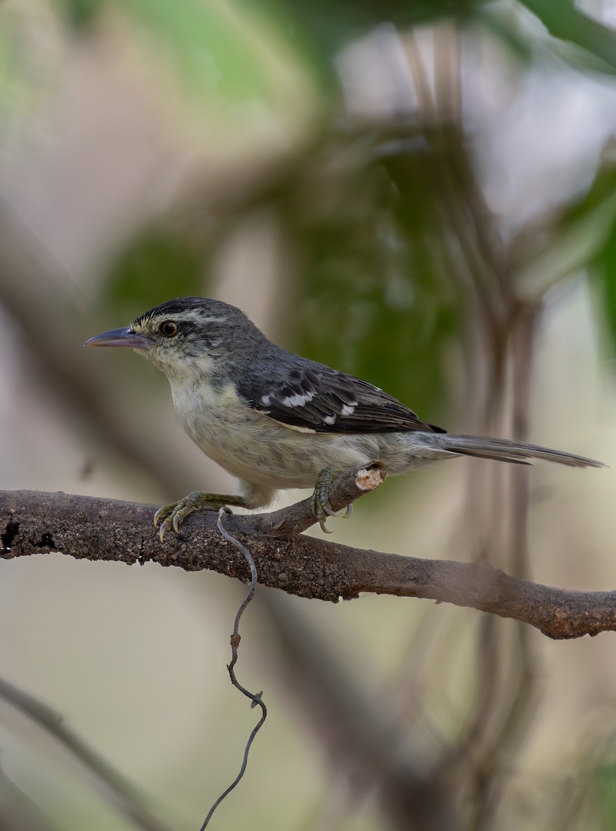 Double-banded Graytail - ML620226231