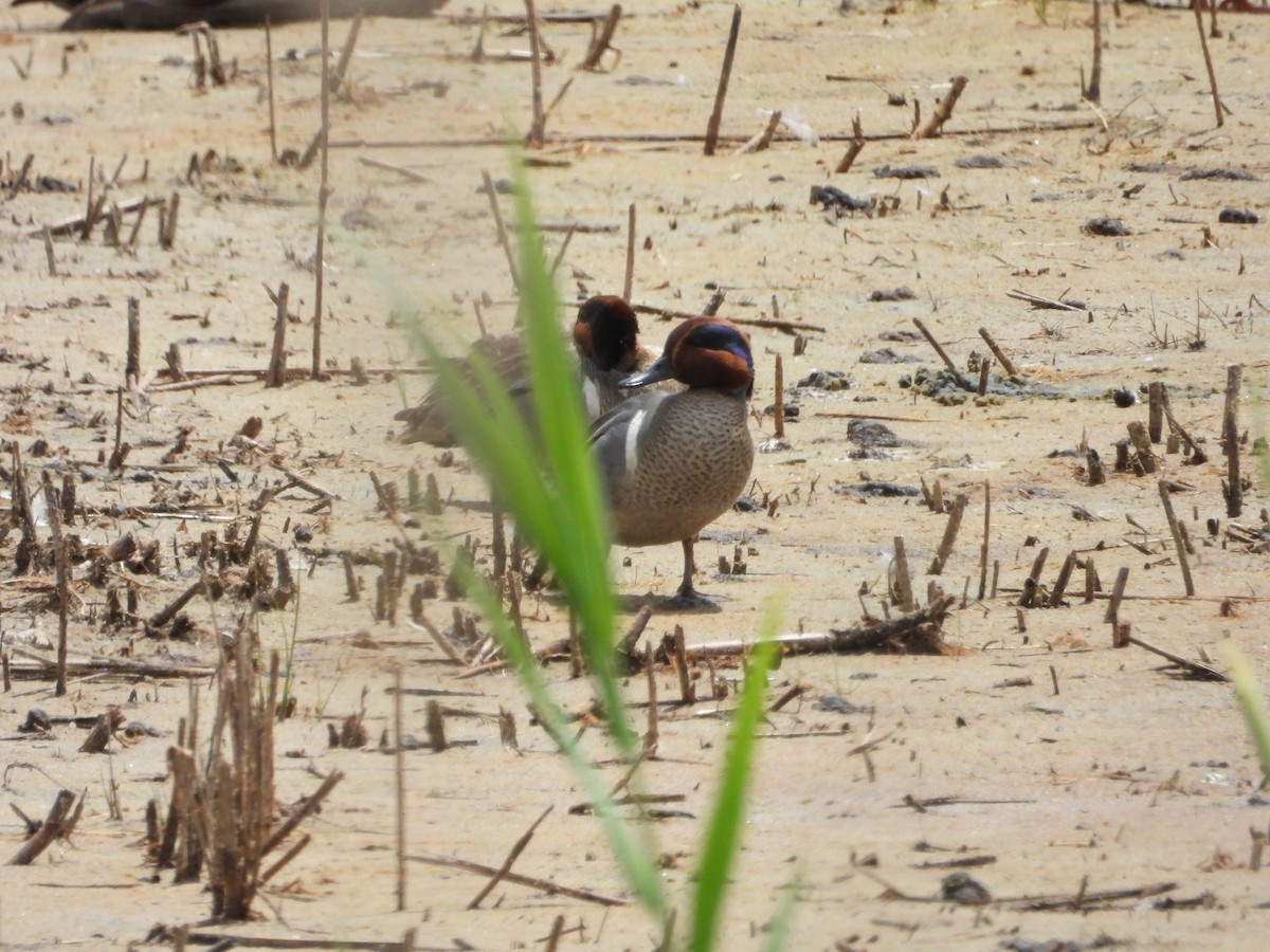 Green-winged Teal - ML620226232