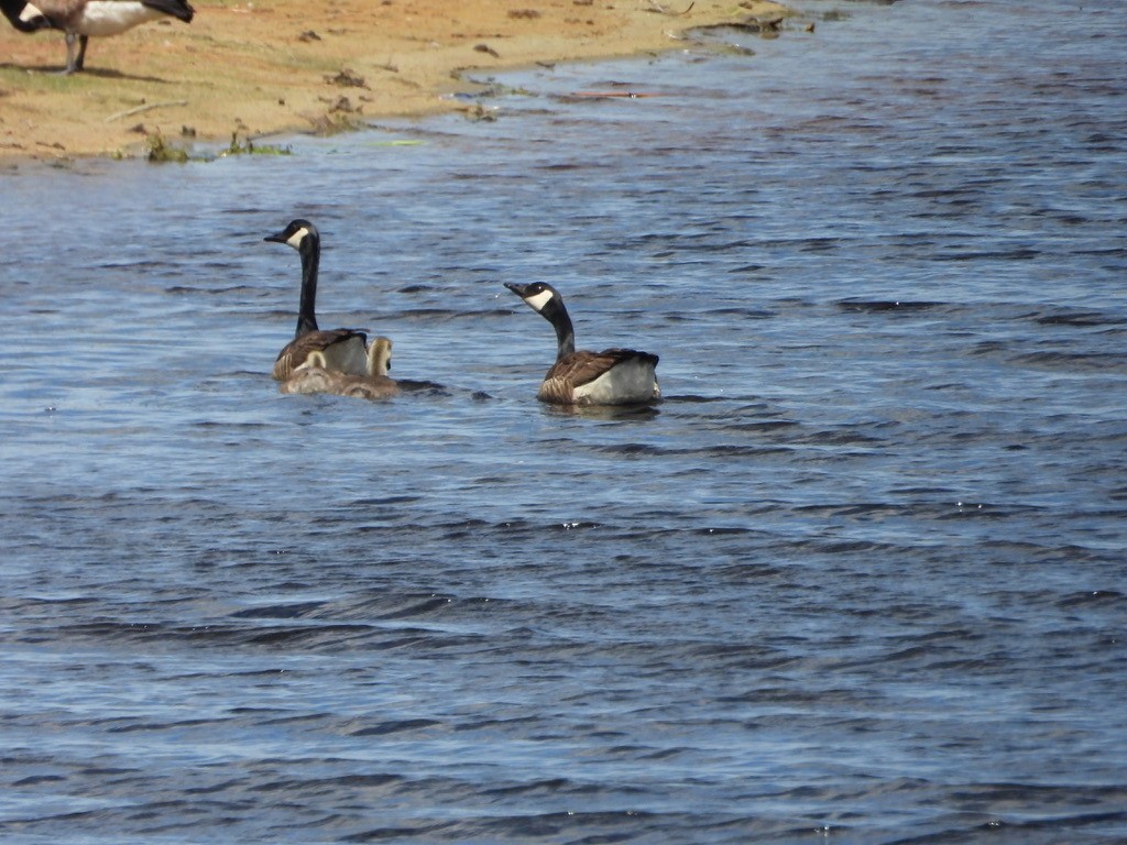 Canada Goose - ML620226238