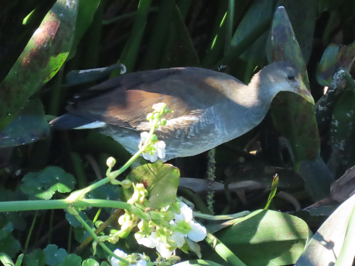 Common Gallinule - ML620226240