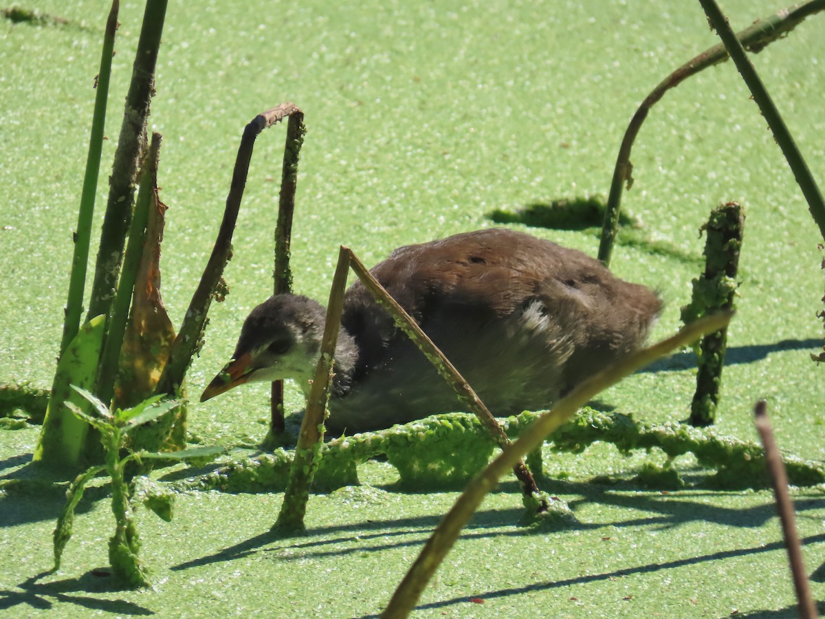 Common Gallinule - ML620226241