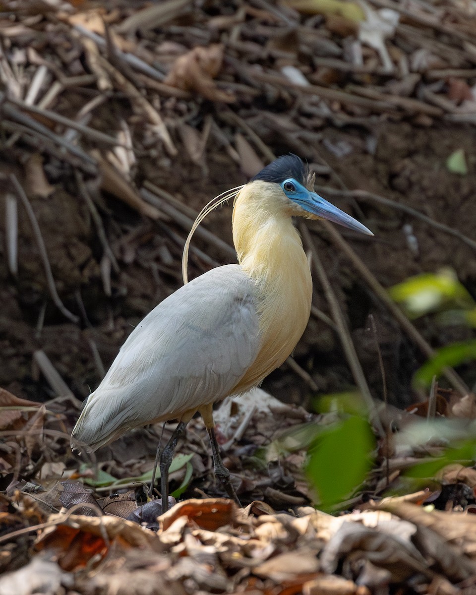 Capped Heron - ML620226248