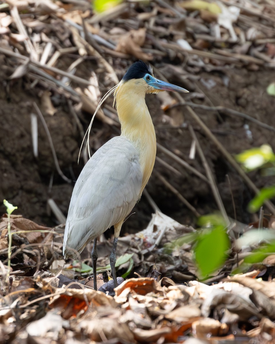 Capped Heron - ML620226250