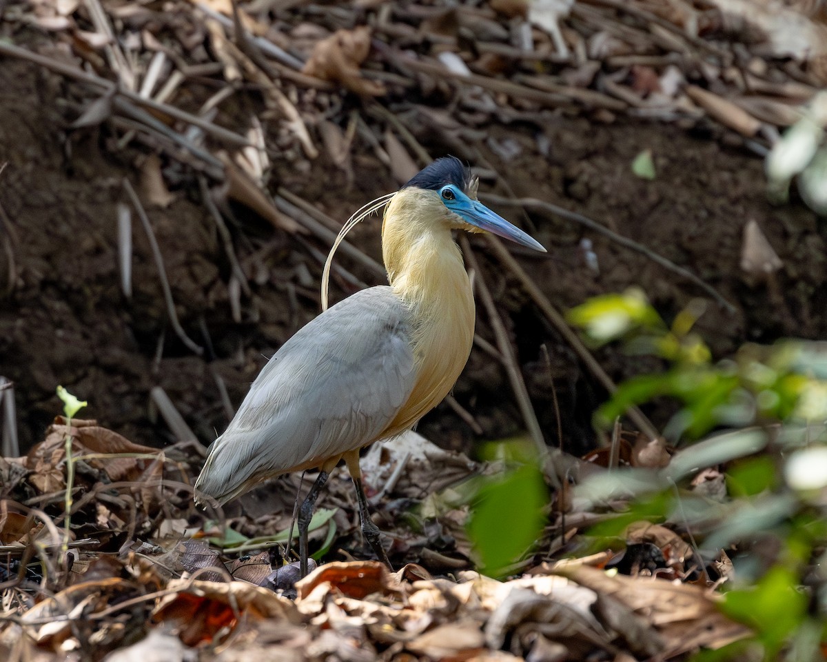 Capped Heron - ML620226251