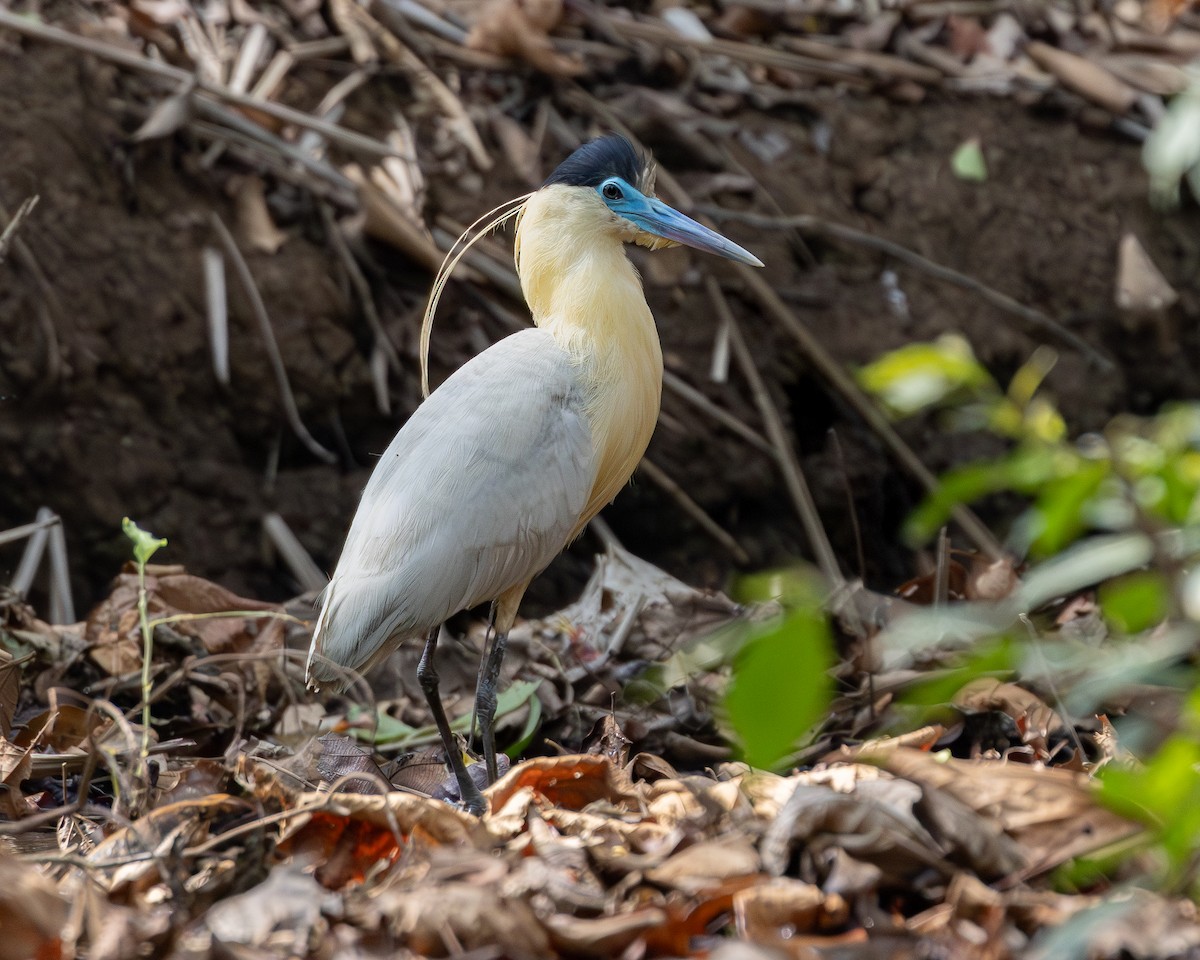 Capped Heron - ML620226253