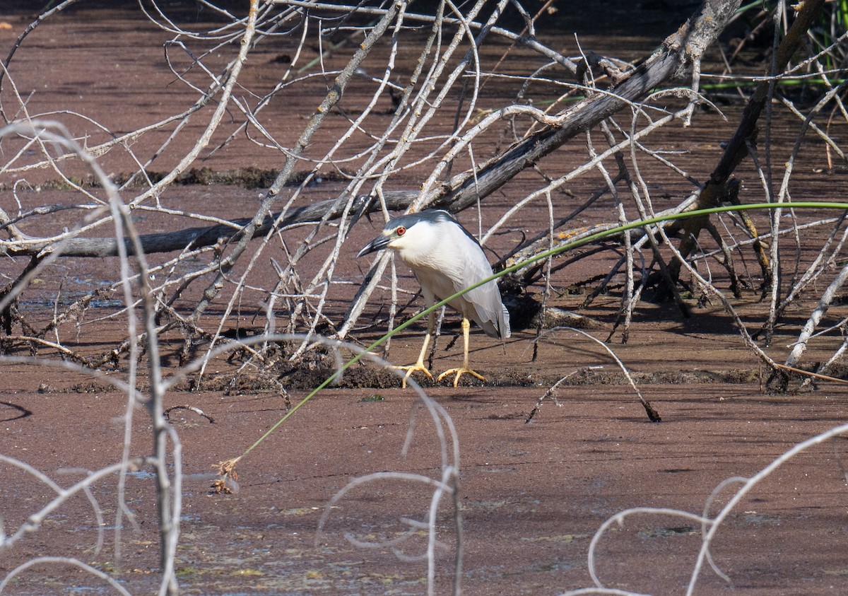 Black-crowned Night Heron - ML620226257