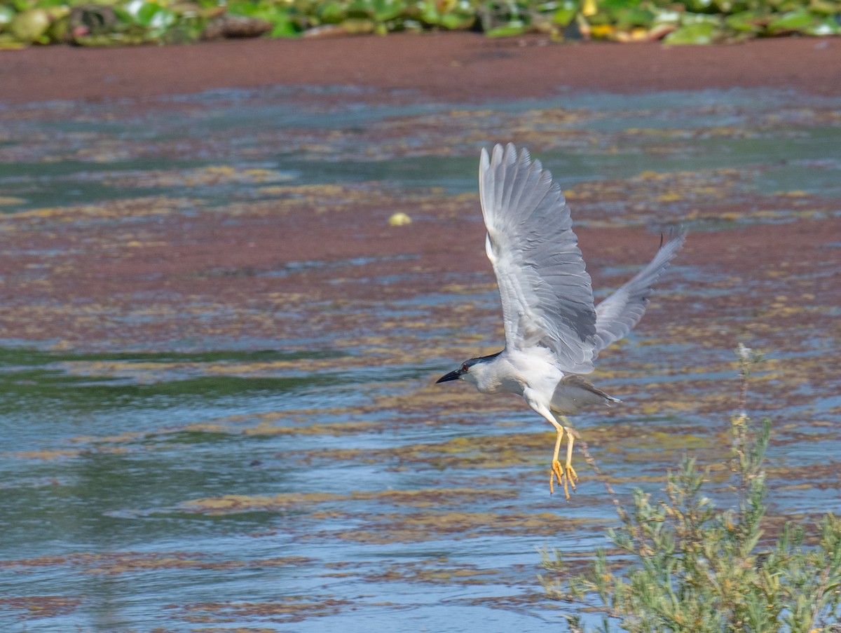 Black-crowned Night Heron - ML620226265