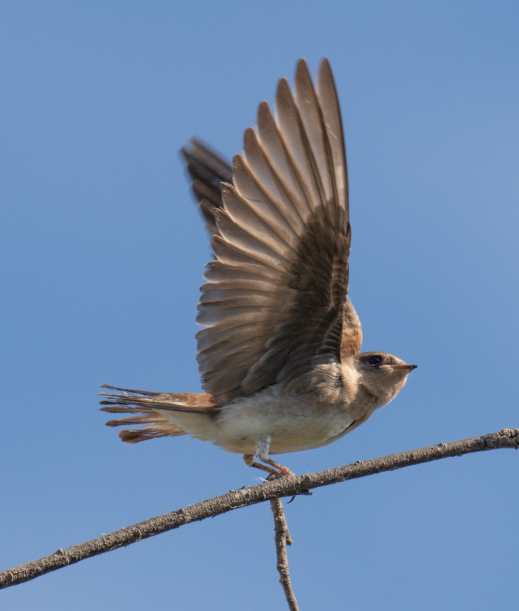 Northern Rough-winged Swallow - Colin McGregor