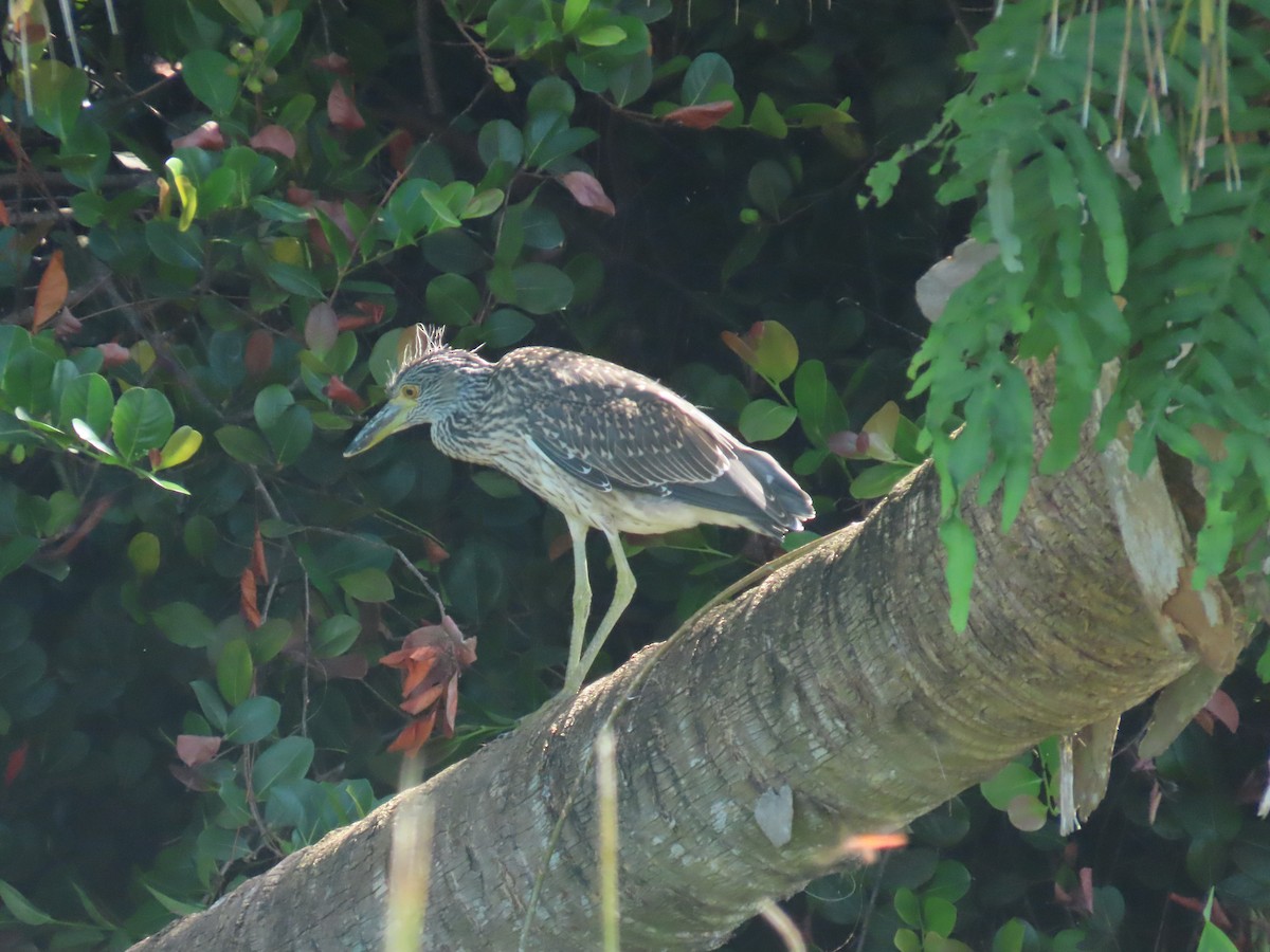 Yellow-crowned Night Heron - ML620226277