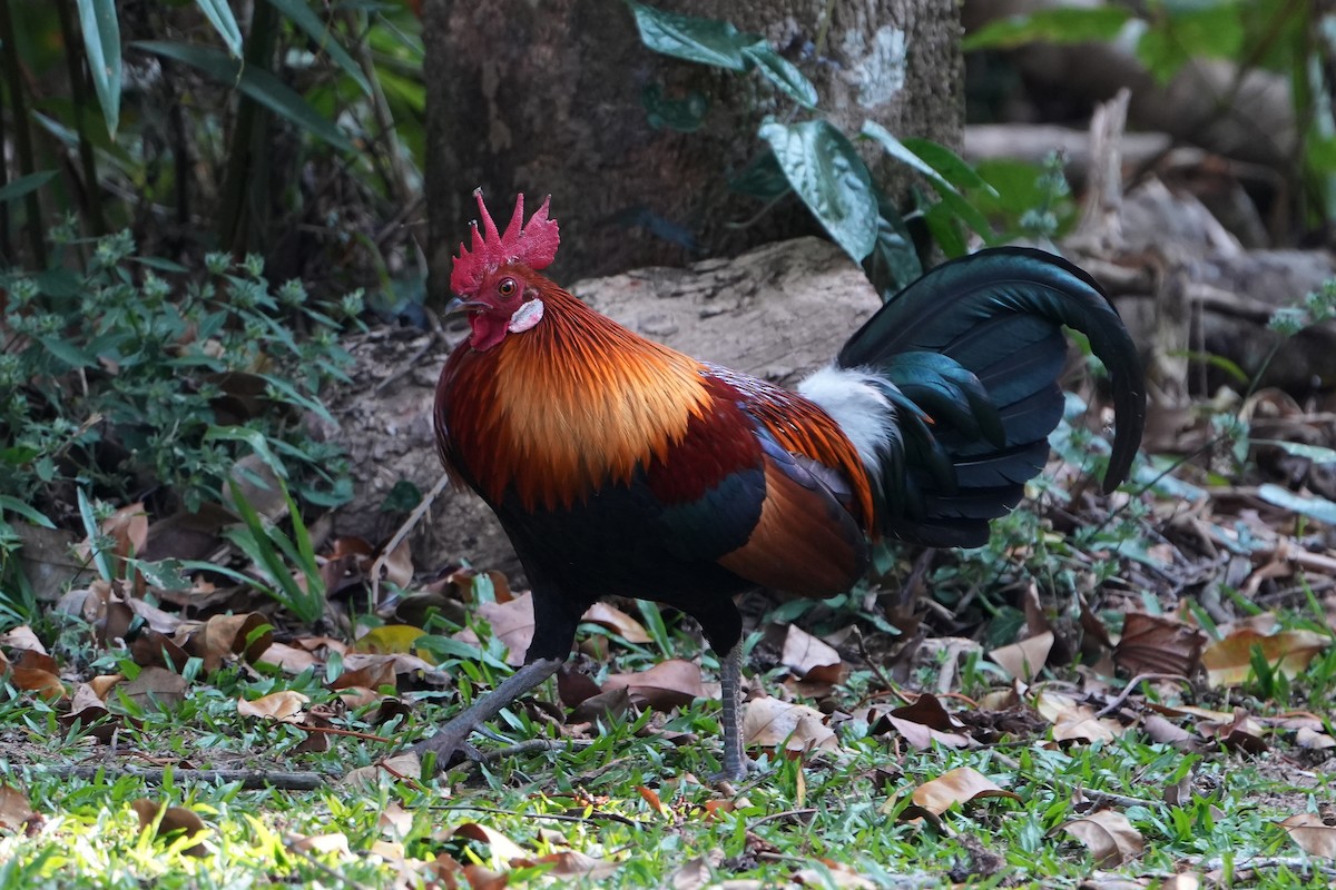 Red Junglefowl - ML620226278