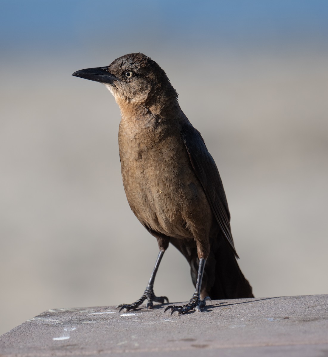 Great-tailed Grackle - ML620226284