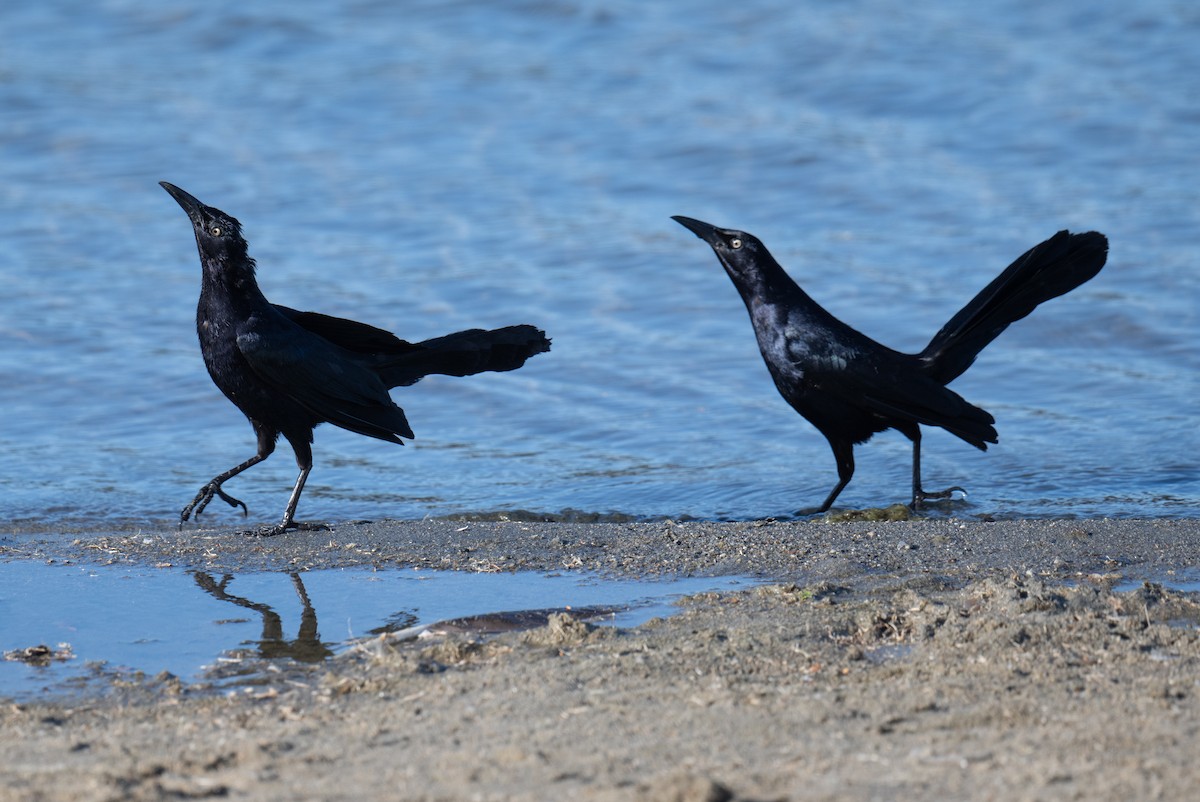 Great-tailed Grackle - ML620226287