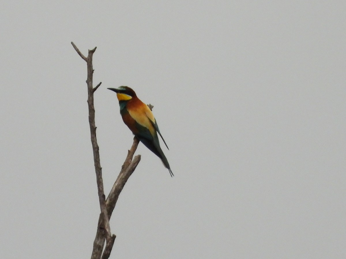 European Bee-eater - ML620226289