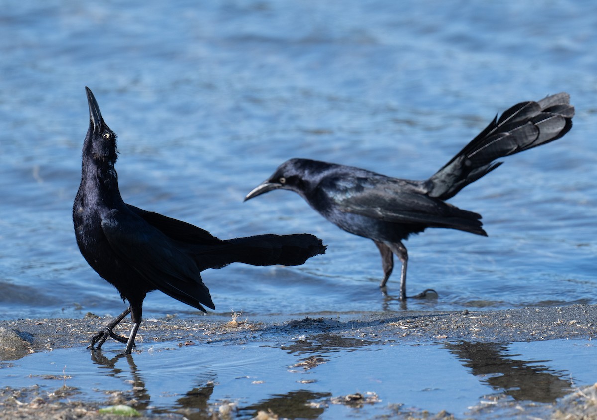 Great-tailed Grackle - ML620226292