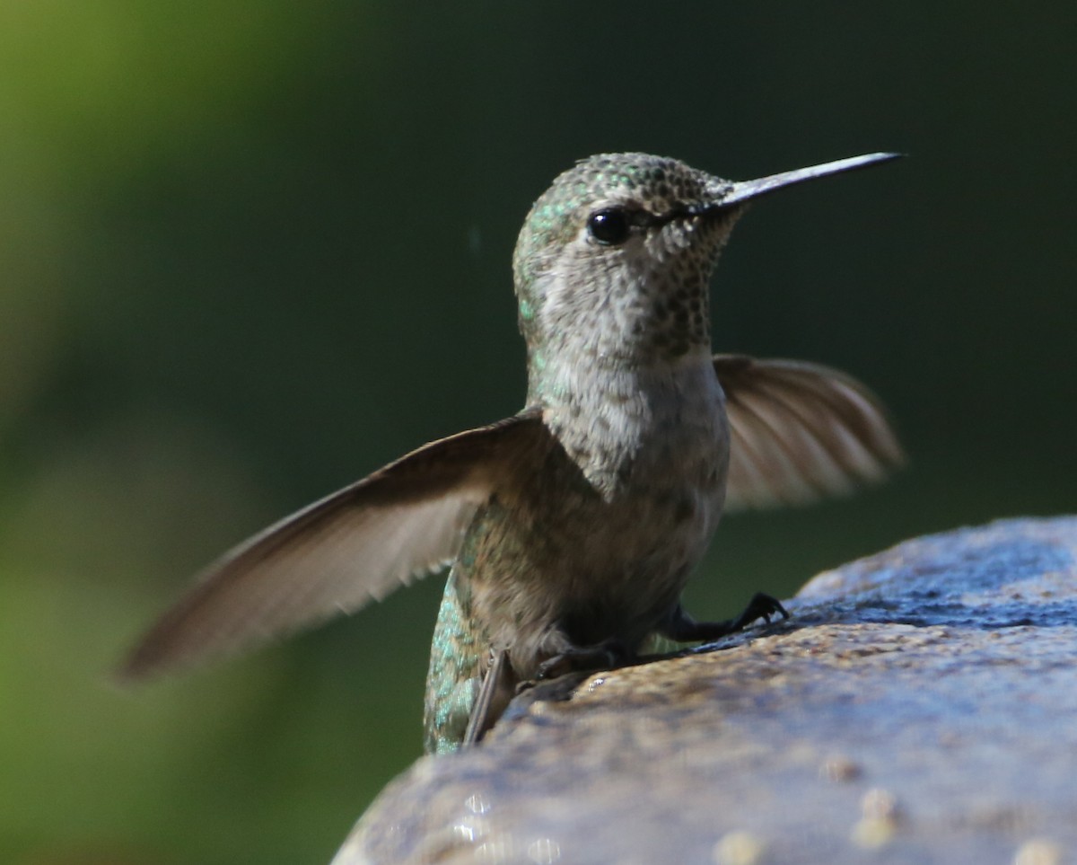 hummingbird sp. - ML620226297