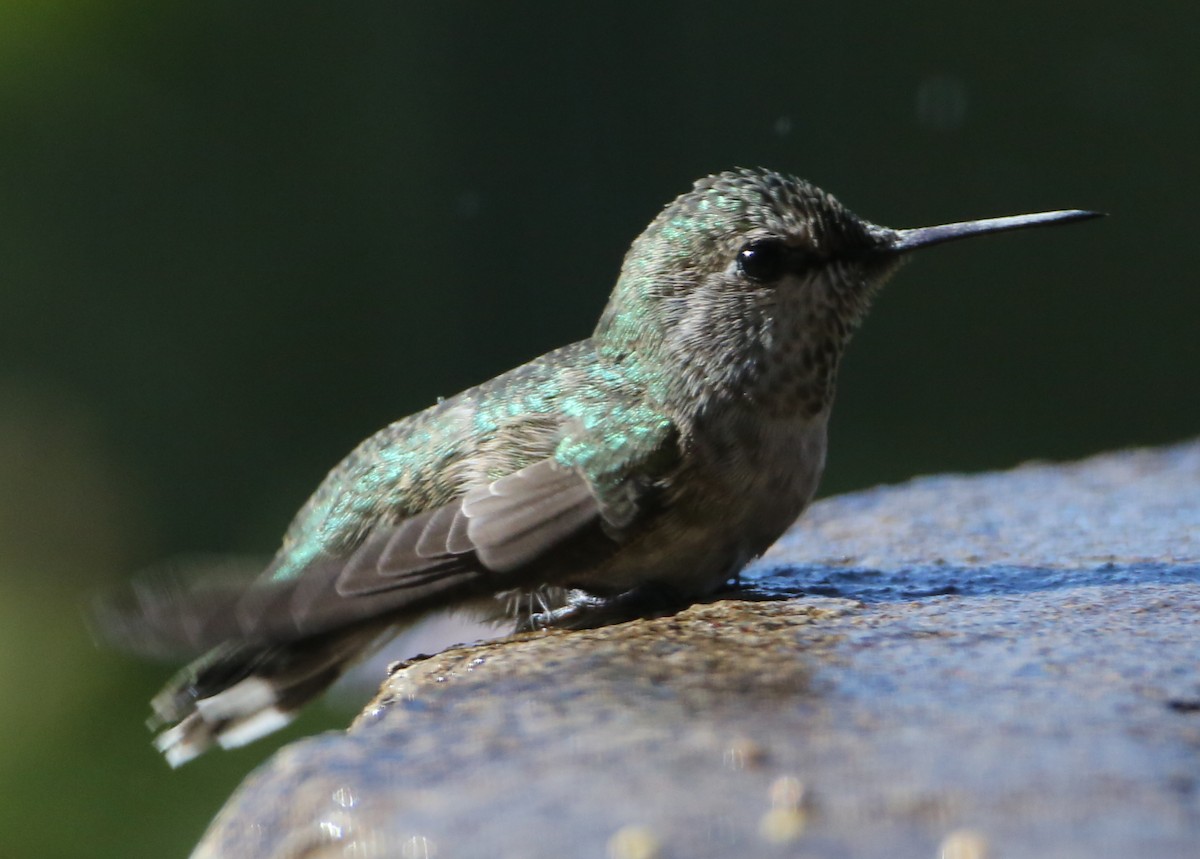 hummingbird sp. - ML620226298