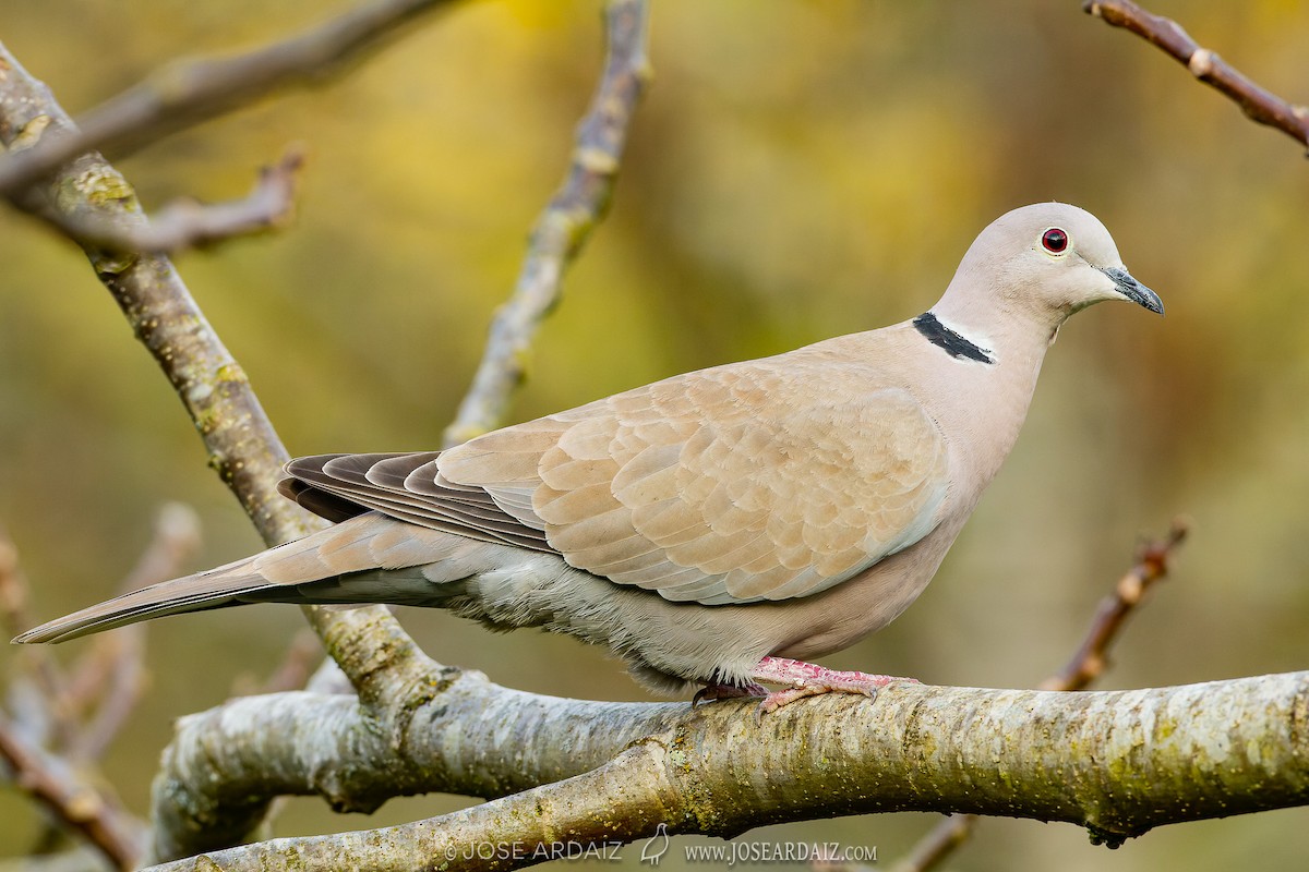 Eurasian Collared-Dove - ML620226302