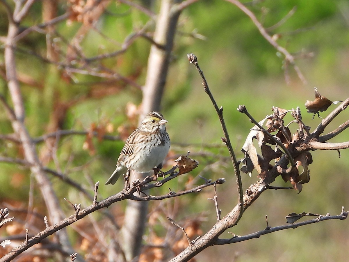 Savannah Sparrow - ML620226304