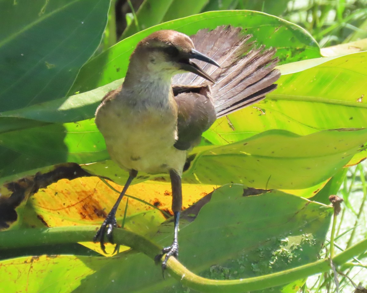 Boat-tailed Grackle - ML620226308