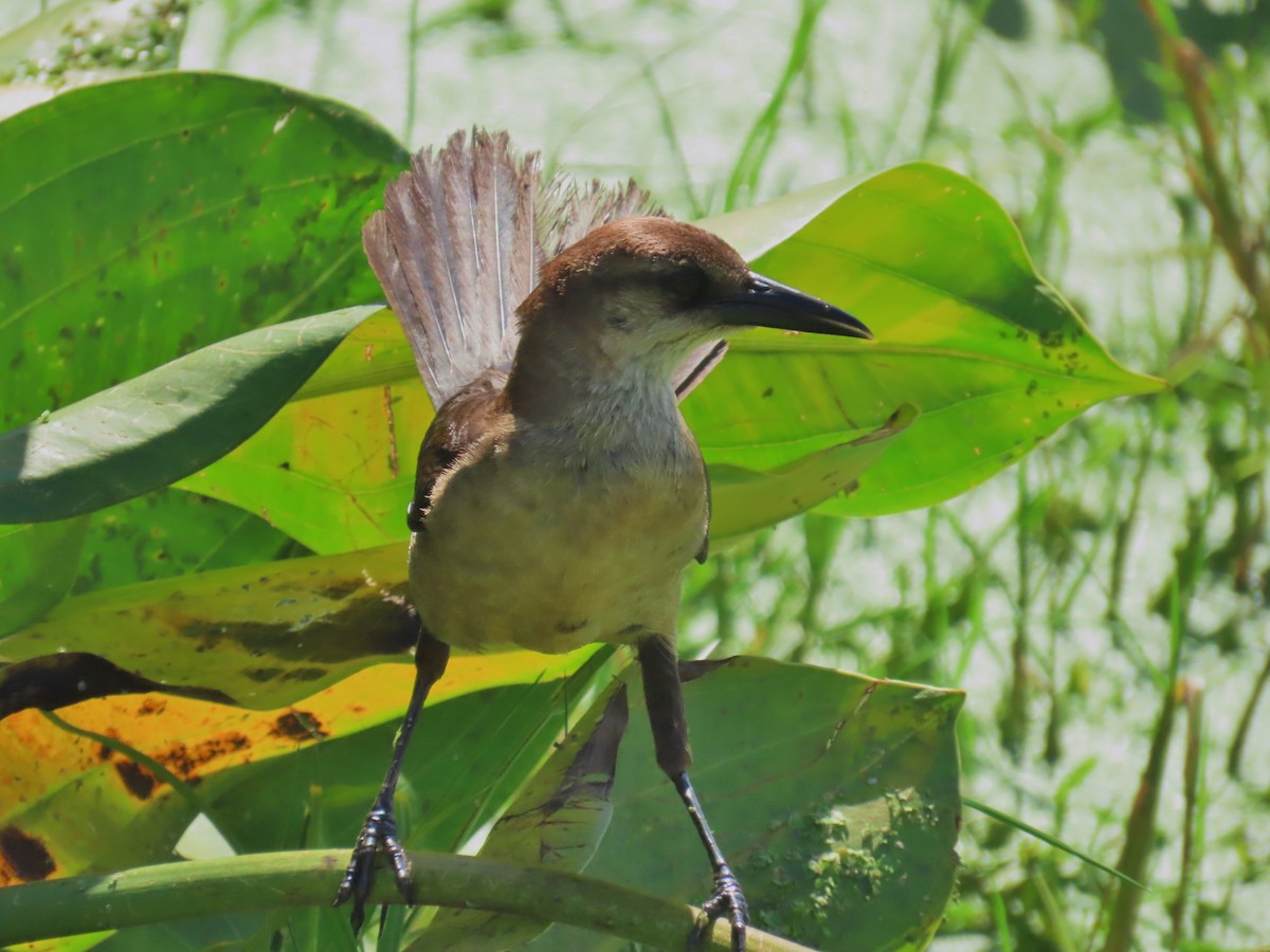 Boat-tailed Grackle - ML620226309