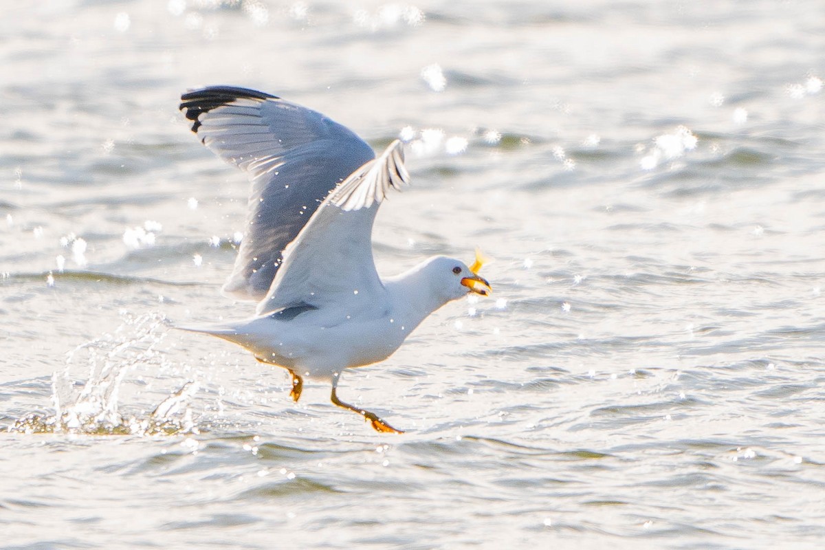 Ring-billed Gull - ML620226319