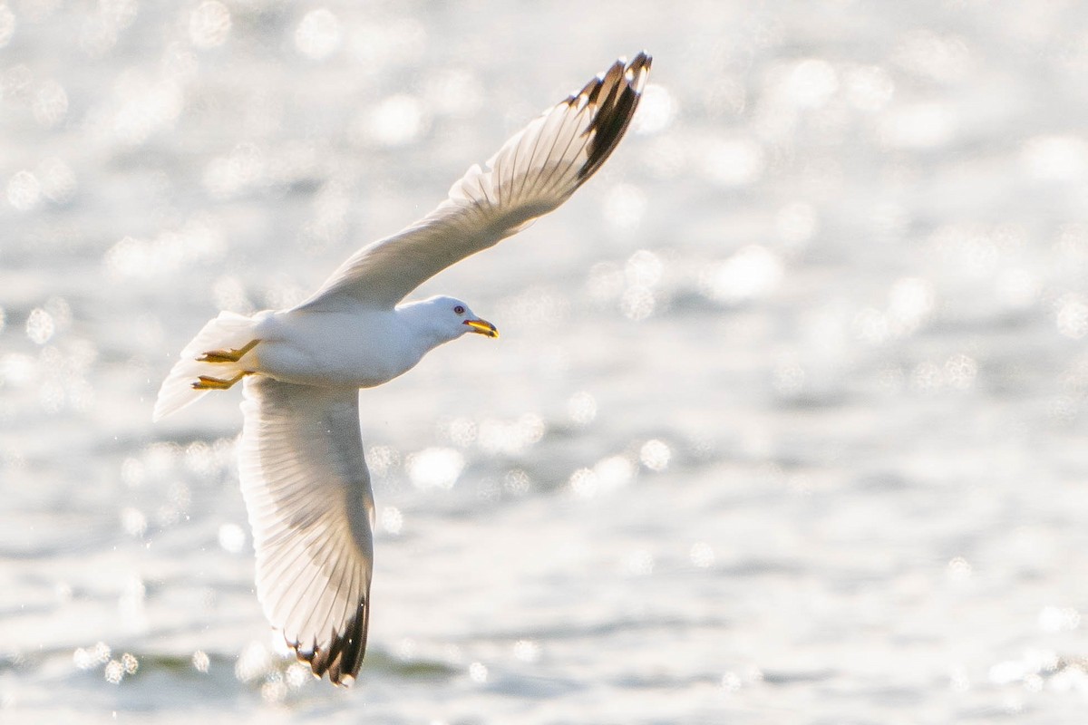 Ring-billed Gull - ML620226323