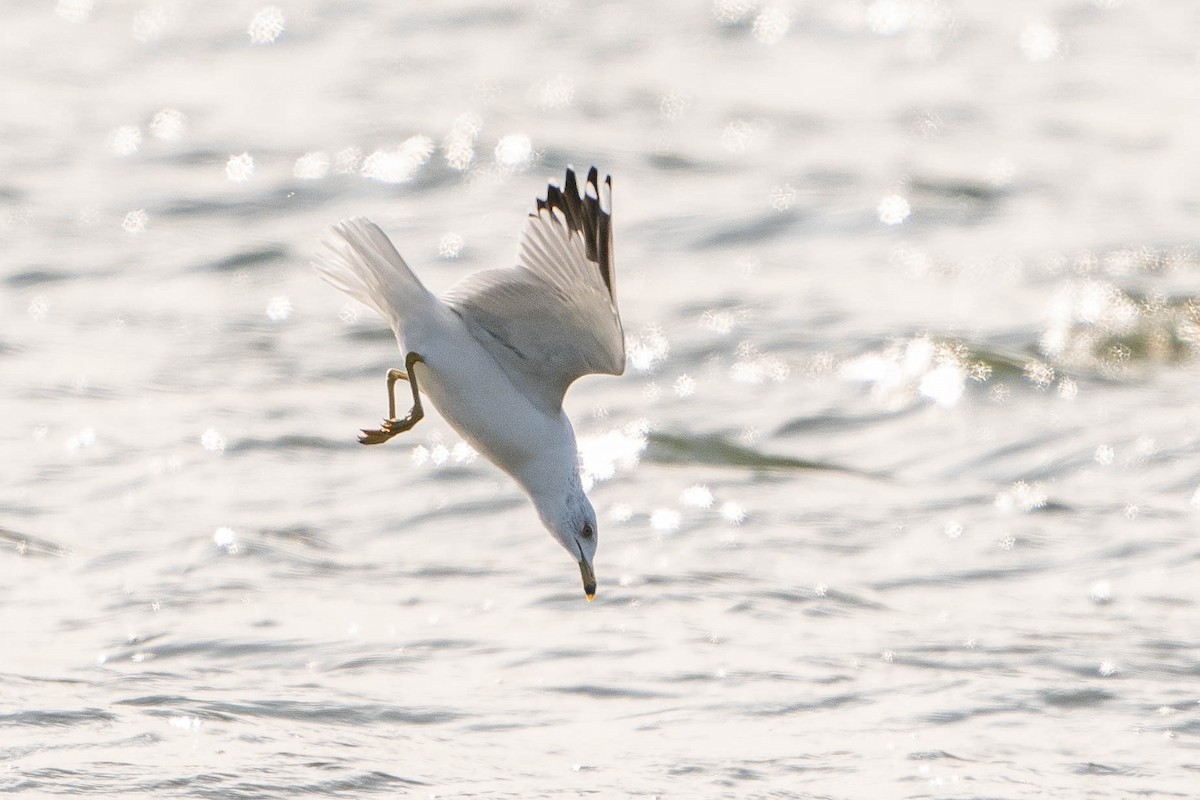 Ring-billed Gull - ML620226326