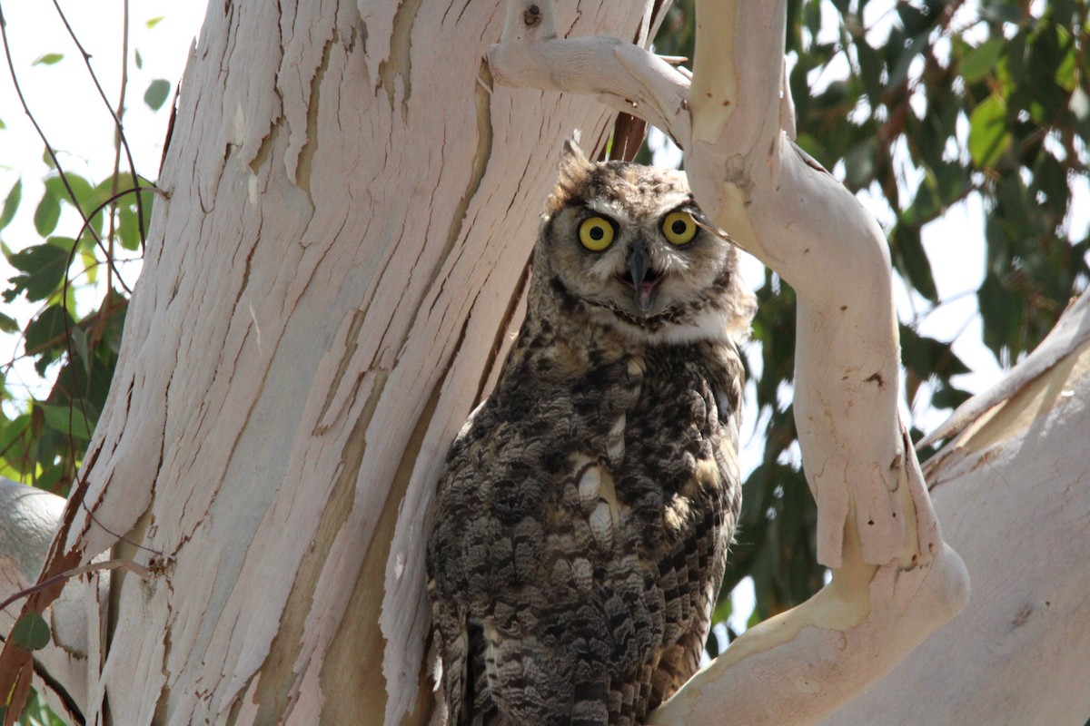 Great Horned Owl - ML620226332