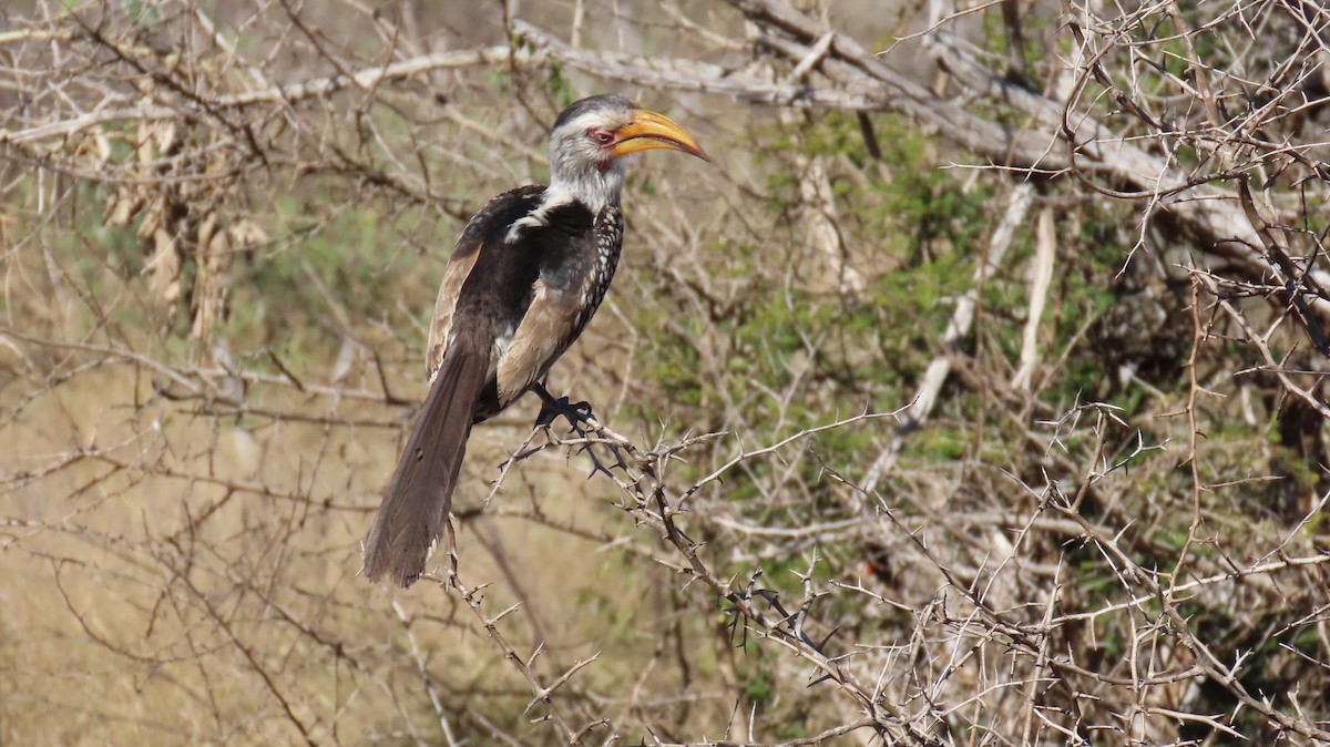 Southern Yellow-billed Hornbill - ML620226336