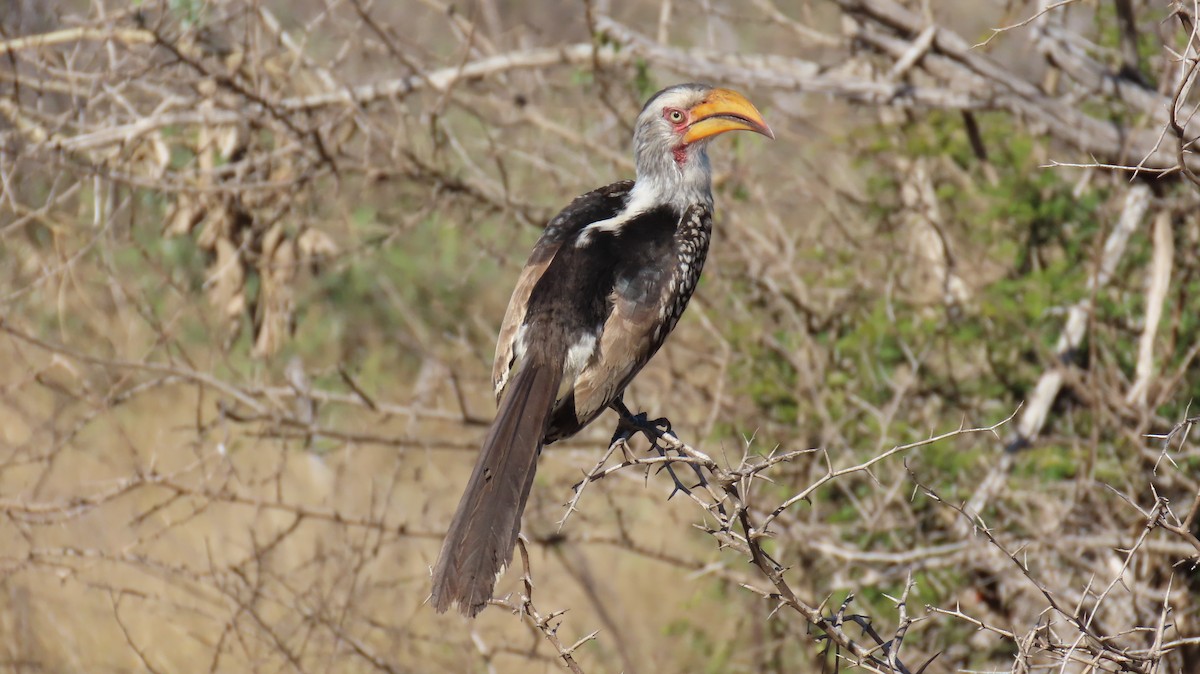 Southern Yellow-billed Hornbill - ML620226337