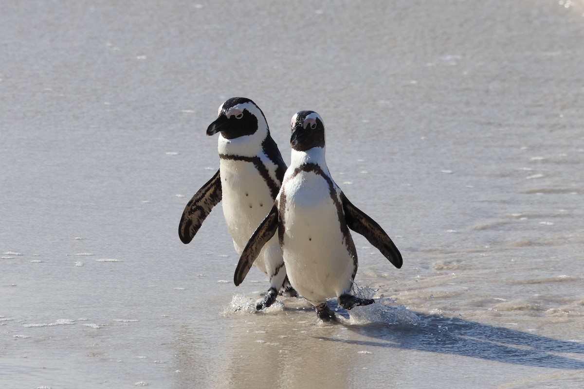 Pingüino de El Cabo - ML620226338