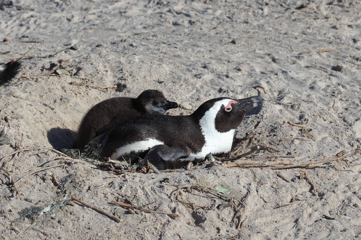 Pingüino de El Cabo - ML620226339