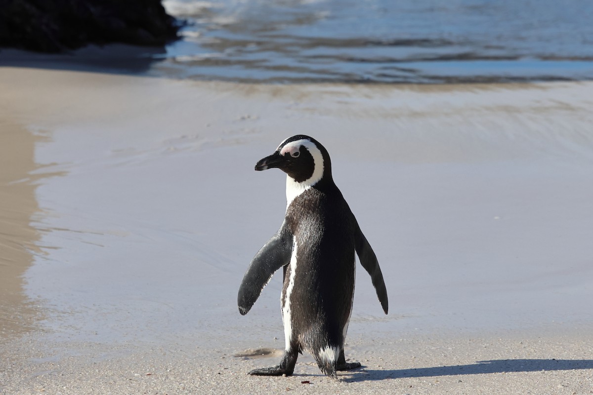 Pingüino de El Cabo - ML620226341