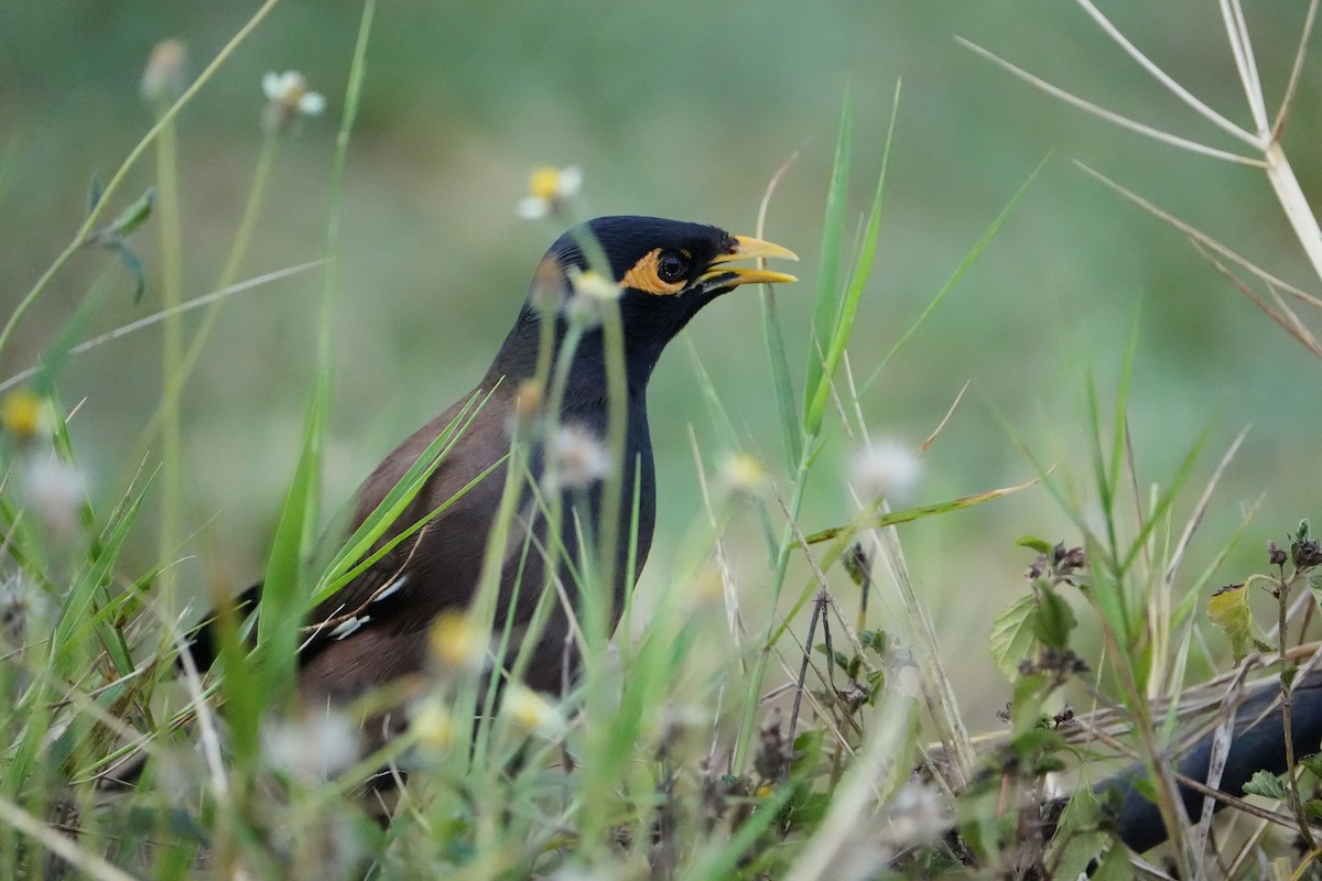 Common Myna - ML620226342