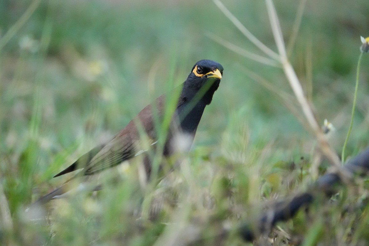 Common Myna - ML620226343