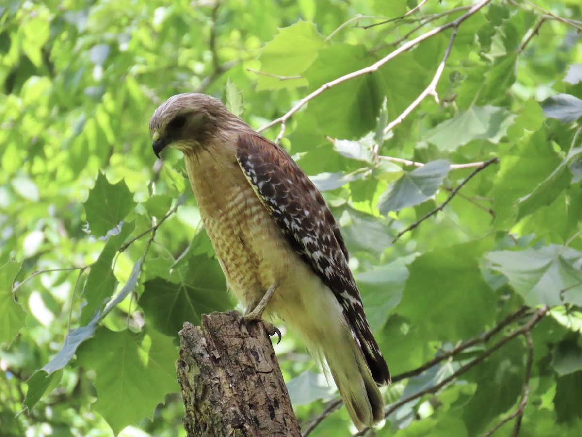 Red-shouldered Hawk - ML620226347