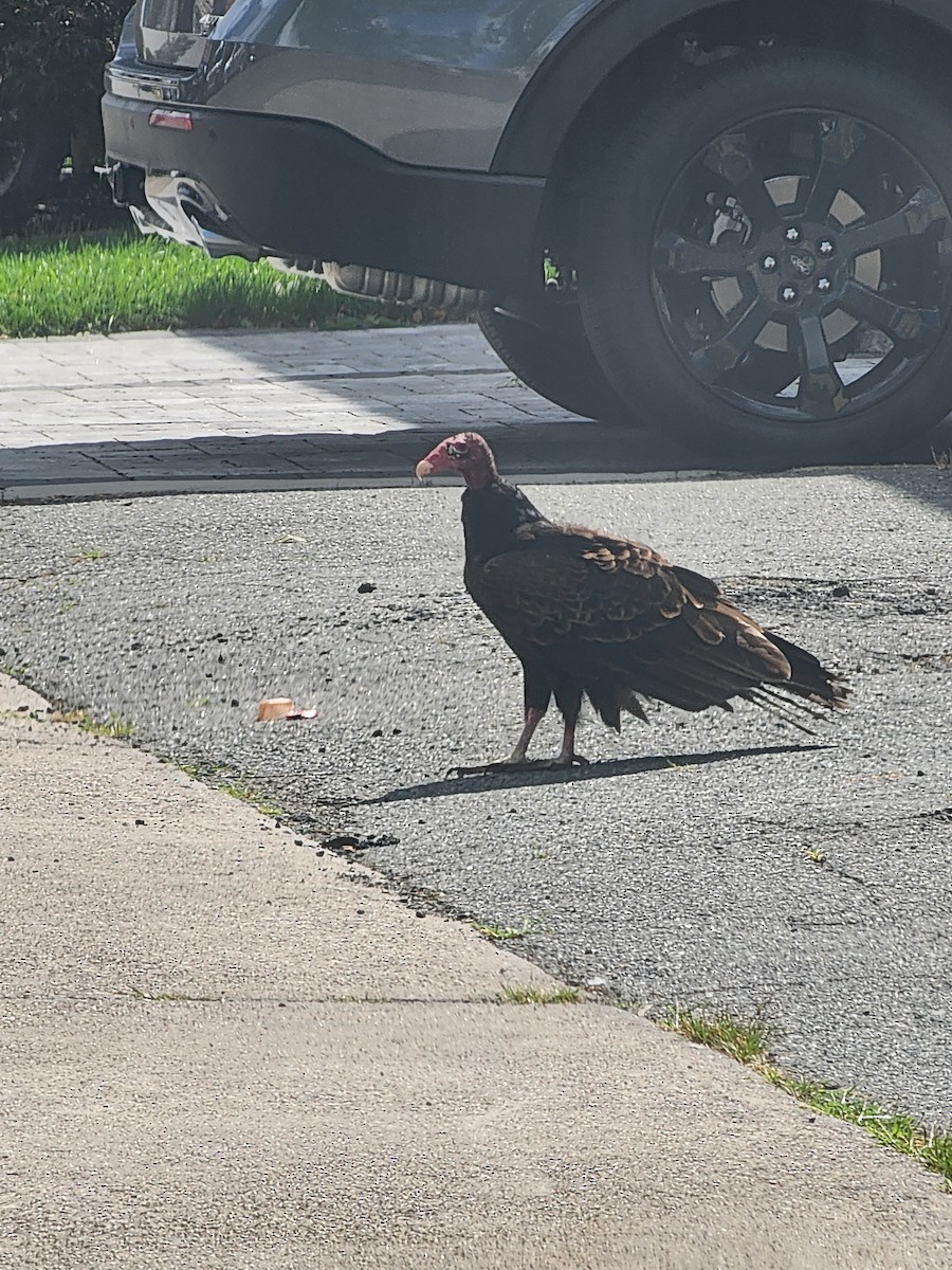 Turkey Vulture - ML620226349