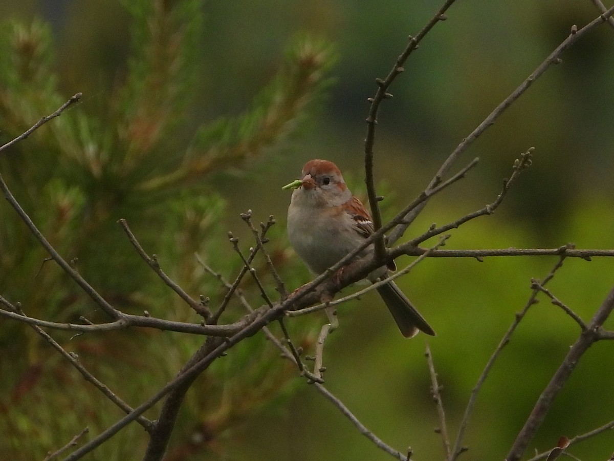 Field Sparrow - ML620226352