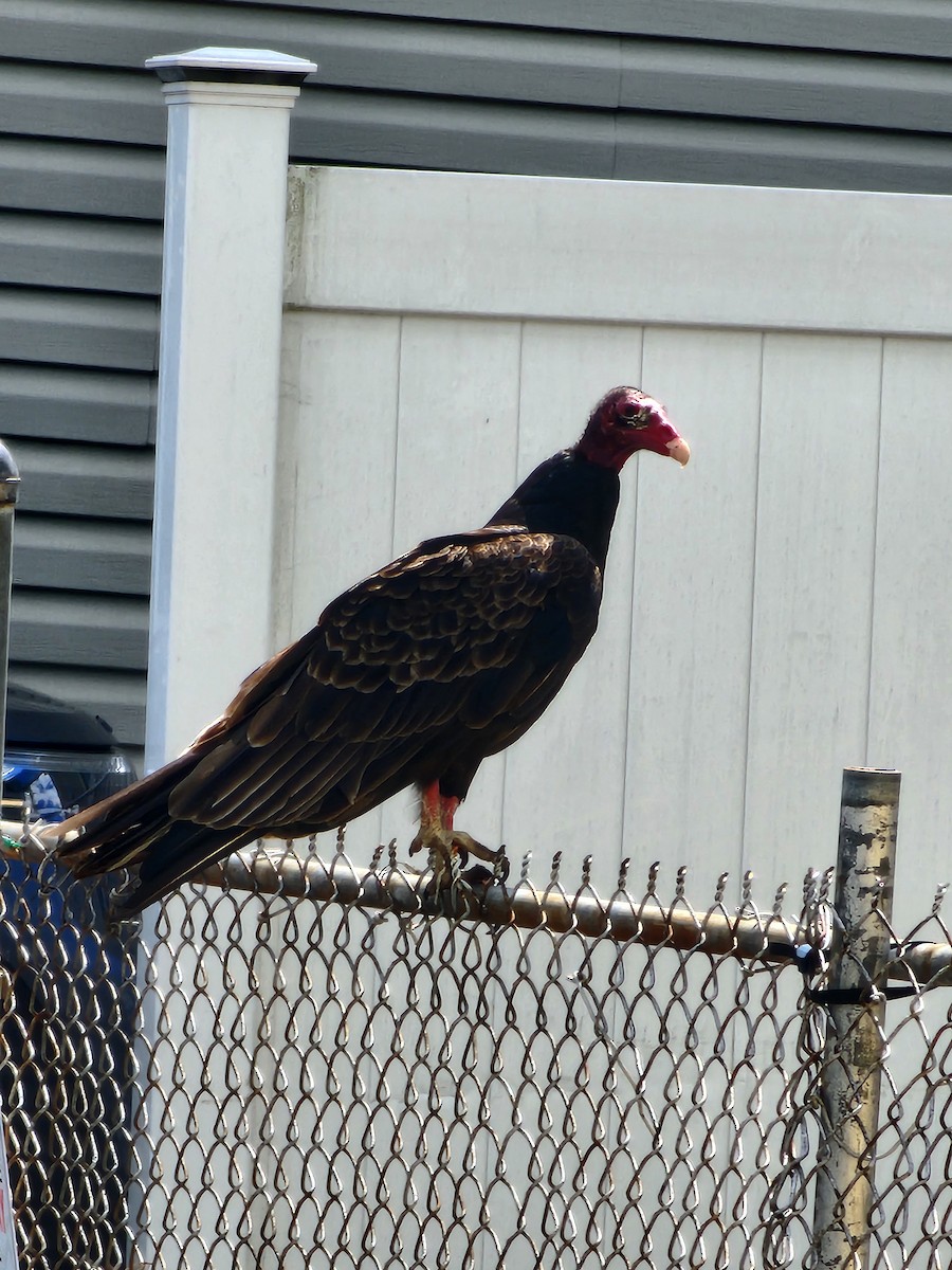 Turkey Vulture - ML620226353