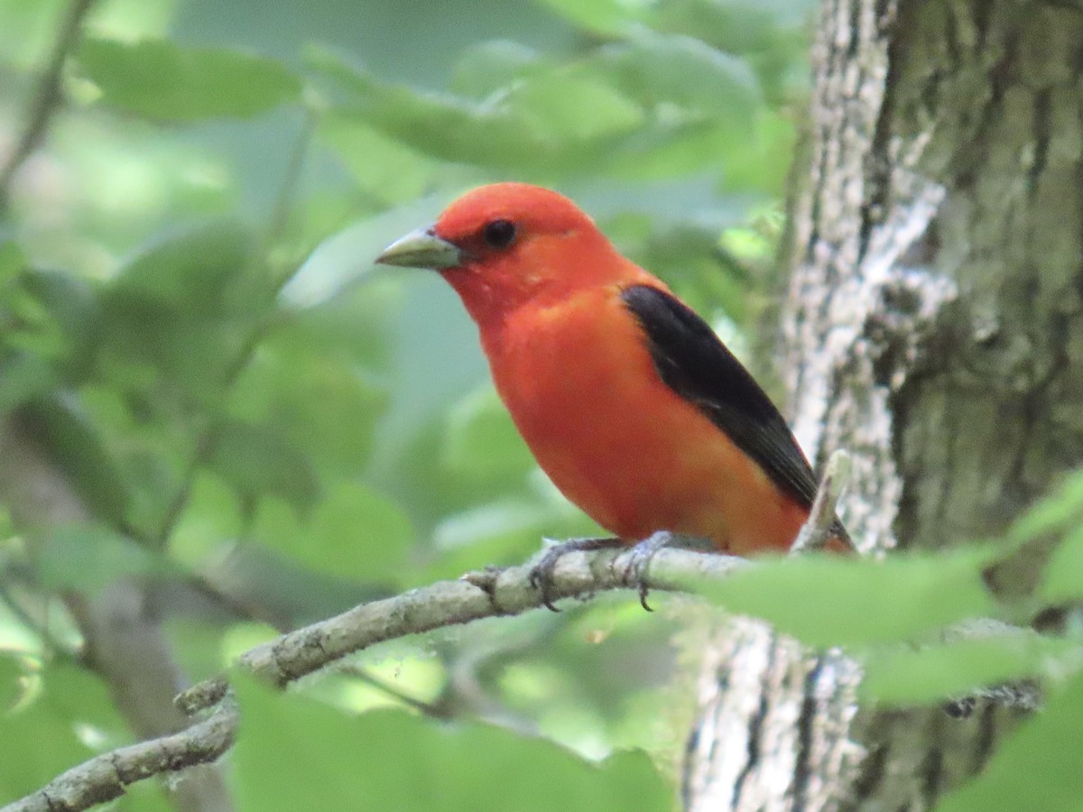 Scarlet Tanager - ML620226355